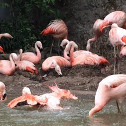 Flamingos no Zoo de Santiago