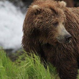 Ursos no Alasca | Fonte: Visit Anchorage